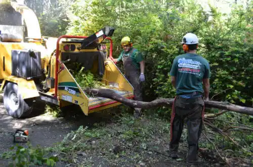 tree services Tangelo Park